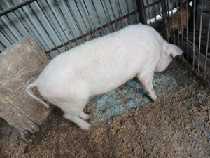 Vand urgent porc 110kg - imagine 3