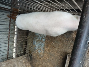 Vand urgent porc 110kg - imagine 2