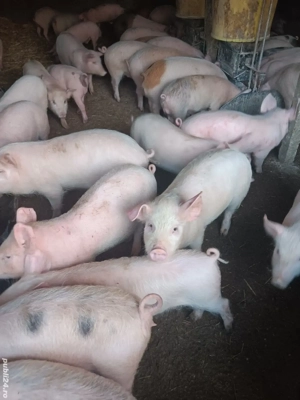 Purcei De Vânzare 15-35 kg  - imagine 5