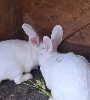 Iepuri adulți  - imagine 2