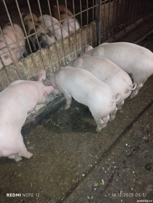 Vand purcei - imagine 5