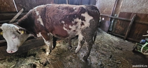 Junincă bălțată românească 