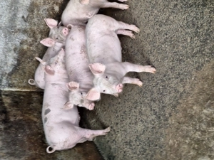 Purcei de rasa carne