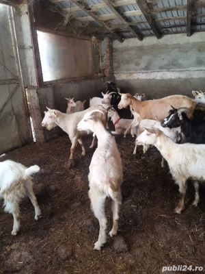 capre gestante  - imagine 5