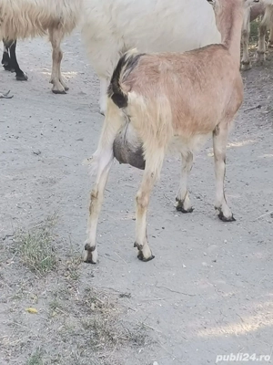 capre gestante  - imagine 4