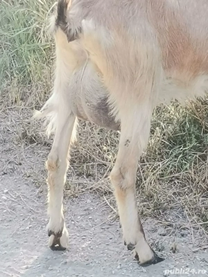 capre gestante  - imagine 3