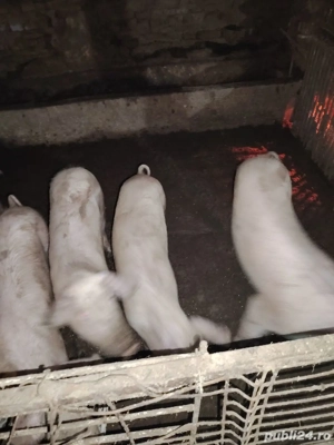 Porci Grăsuni  - imagine 2