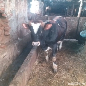 vitei de vanzare - imagine 4