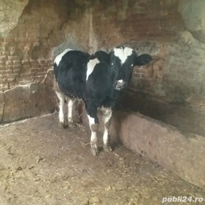 vitei de vanzare - imagine 3