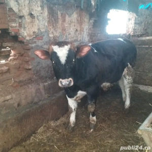 vitei de vanzare - imagine 2