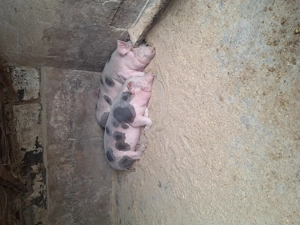 Se vinde ultimul porc nu este de ferma zona Blejoi  - imagine 2