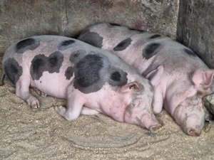 Se vinde ultimul porc nu este de ferma zona Blejoi 