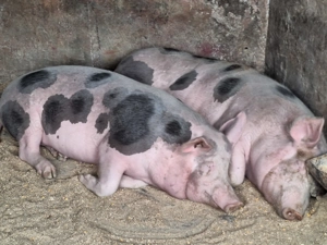 Se vinde ultimul porc nu este de ferma zona Blejoi  - imagine 3