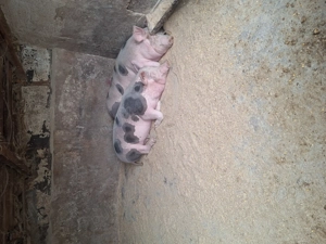 Se vinde ultimul porc nu este de ferma zona Blejoi  - imagine 4