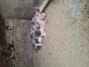 Se vinde ultimul porc nu este de ferma zona Blejoi  - imagine 5