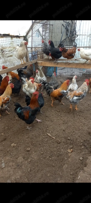 Disponibili15-20 buc. cocosi de țară crescuți natural rasă mixtă ! - imagine 4