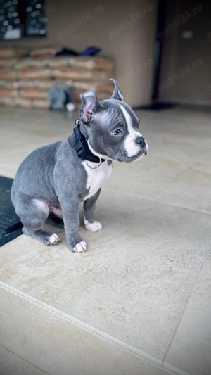 American bully pocket blue - imagine 2