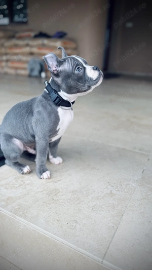 American bully pocket blue - imagine 3