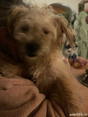 Donez cateii - imagine 3