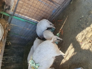 Vând o scrofita rasa mangalita!! - imagine 3