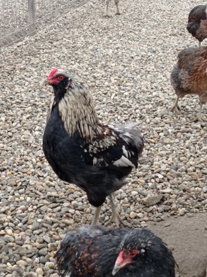 Cocoși Marans și Araucana  - imagine 2