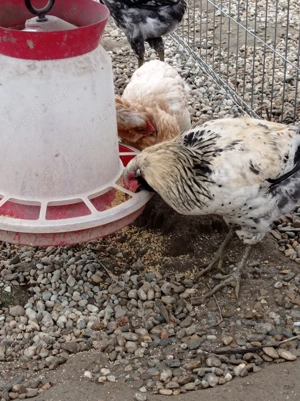 Cocoși Marans și Araucana  - imagine 3