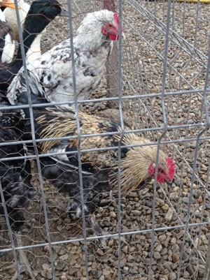 Cocoși Marans și Araucana  - imagine 4