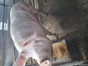 scroafă de vânzare 270..280 kg rasă marele alb ofer transport  - imagine 4
