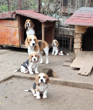 Căței Beagle 2 luni caută stăpâni iubitori  - imagine 1