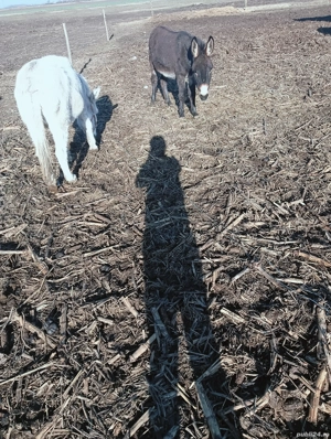 De vanzare tot ce se vede - imagine 5