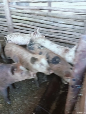 De vanzare tot ce se vede - imagine 3