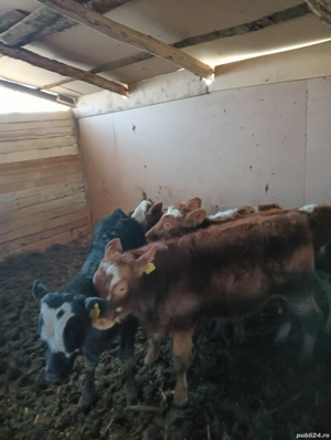 De vanzare tot ce se vede