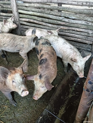 De vanzare tot ce se vede - imagine 4