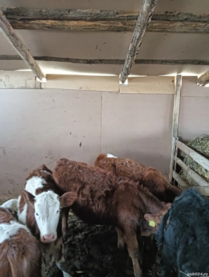 De vanzare tot ce se vede - imagine 2