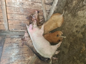 Vand purcei duroc cu marele alb - imagine 2