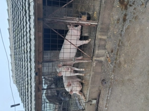 Porcii de vinzare . - imagine 2