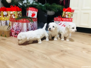 Catei bichon  - imagine 3