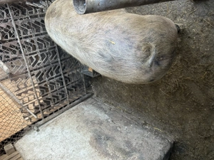 Vând porc  - imagine 3