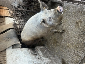 Vând porc  - imagine 2