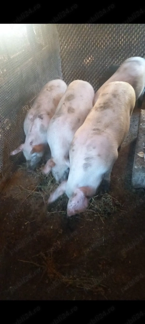 Disponibili Purcei 80-90 kg și cocoși de țară crescuți natural !