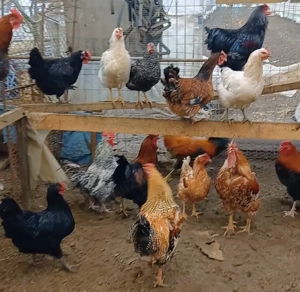 Disponibili15-20 buc. cocosi de țară crescuți natural rasă mixtă ! - imagine 3