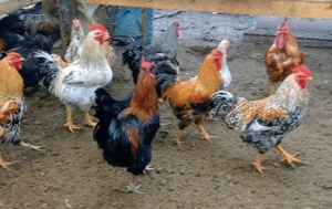 Disponibili15-20 buc. cocosi de țară crescuți natural rasă mixtă ! - imagine 2