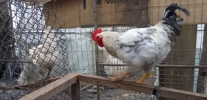 Disponibili15-20 buc. cocosi de țară crescuți natural rasă mixtă ! - imagine 5