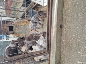 brac german cu păr scurt - imagine 3