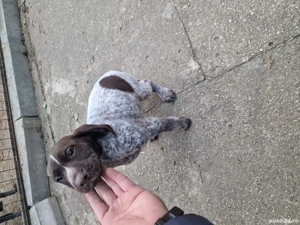 brac german cu păr scurt - imagine 2