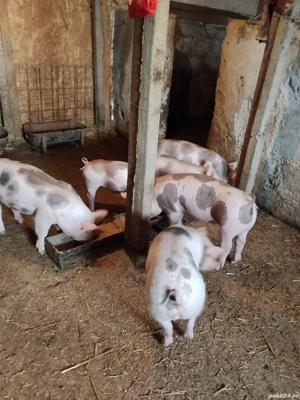 disponibil pietrain 25 30kg  - imagine 3