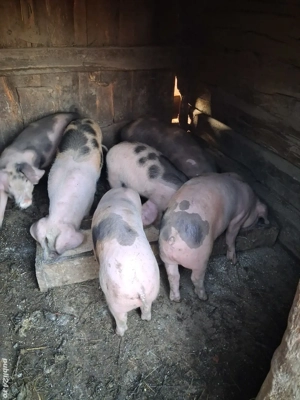 Vand purcei (12saptamani) - imagine 3