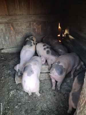 Vand purcei (12saptamani) - imagine 4