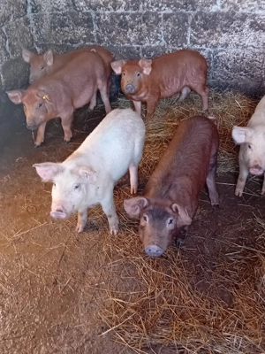 Vând porcii . Rasa duroc - imagine 2