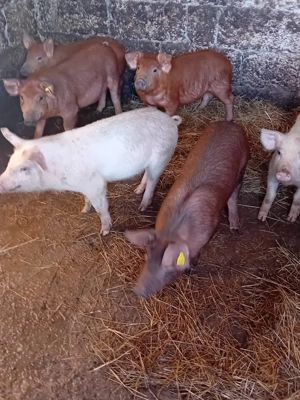 Vând porcii . Rasa duroc
